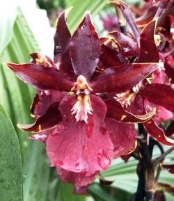 Colmanara Wildcat "Bobcat"