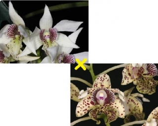 Dendrobium Aussies Sweetness x tapiniense