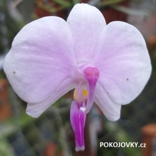 Phalaenopsis lowii - navázána