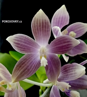 Phalaenopsis speciosa Blue Grey