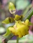 Cytrochilum meirax (Oncidium) - navázána