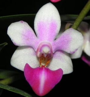 Doritaenopsis Anna-Larati Soekardi