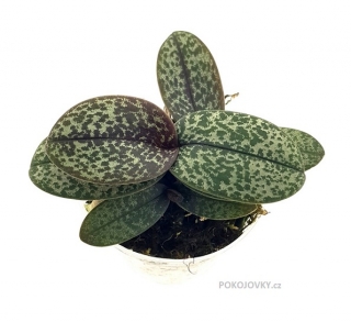 Phalaenopsis pulcherrima var. marmorata (Doritis)