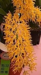 Dendrobium speciosum Golden Rain