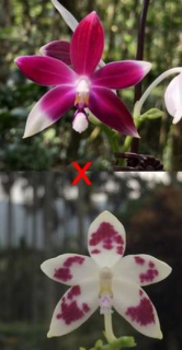 Phalaenopsis speciosa Red x Spot