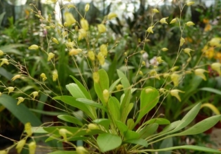 Pleurothallis grobyi