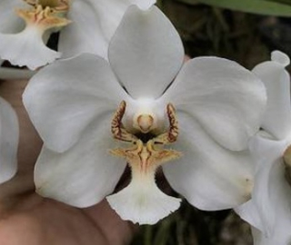 Vanda barnesii