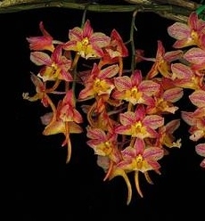 Dendrobium profusum