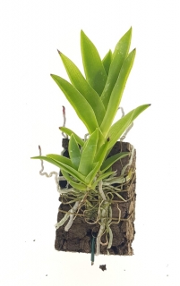 Epidendrum vesicatum 