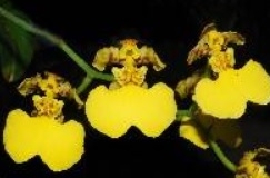 Oncidium bicolor - navázána
