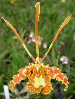 Psychopsis Butterfly (papilio x sanderae)