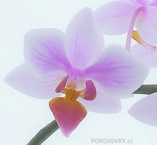 Phalaenopsis × intermedia (aphrodite x equestris)