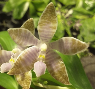 Phalaenopsis lueddemanniana var. coerulea