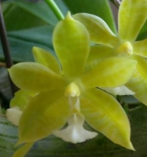 Phalaenopsis mannii Green