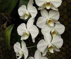 Phalaenopsis sanderiana var. alba