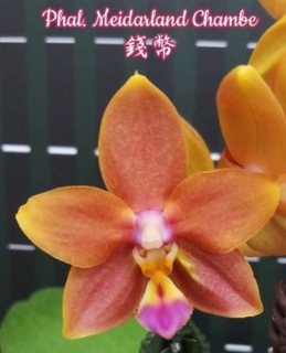 Phalaenopsis Meidarland Chambe