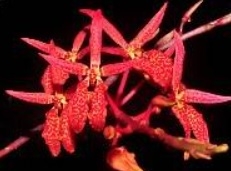Renanthera angustifolia