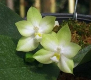 Phalaenopsis violacea var. alba