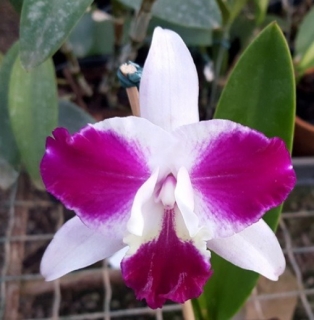 Laeliocattleya Purple Cascade Beauty of Perfume