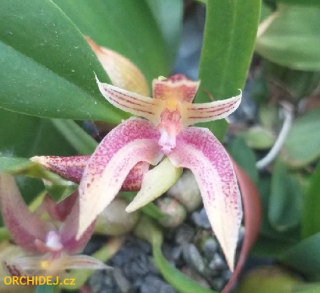 Bulbophyllum lilacinum x lobbii