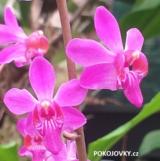 Phalaenopsis pulcherrima 4 N (Doritis)