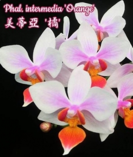 Phalaenopsis intermedia 