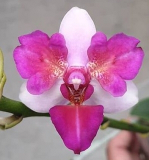 Phalaenopsis Liu's Berry Trinity