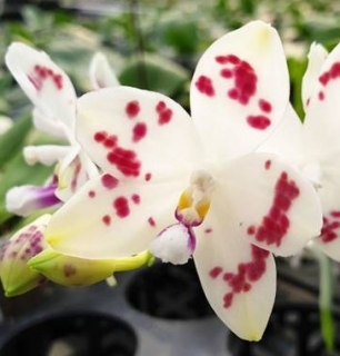 Phalaenopsis speciosa Spot x self