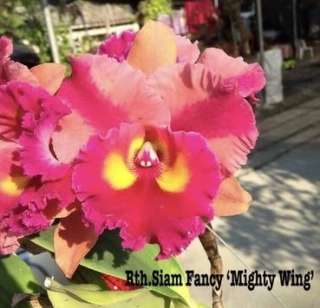Rhyncholaeliocattleya Siam Fancy Mighty Wing