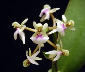 Saccolabiopsis pusilla - navázána