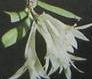 Dendrobium malvicolor