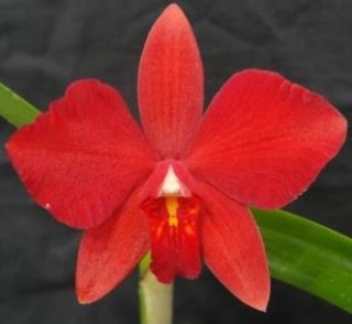 Sophrocattleya Pearllouis (Catteya bicolor x Sophronitis coccinea)