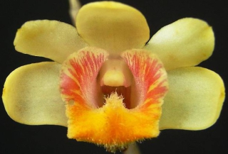 Dendrobium chittimae