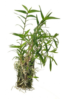 Oerstedella centradenia (Epidendrum centropetalum) - navázána