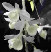 Dendrobium aphyllum var. alba