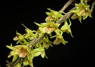 Dendrobium schettleri
