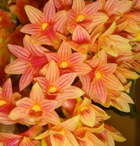 Dendrobium × usitae