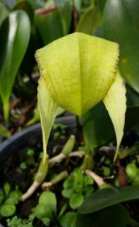 Bulbophyllum arfakianum Green