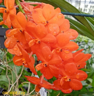 Vanda Brightful Orange