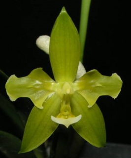 Phalaenopsis cornu-cervi var. alba Peloric