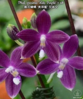 Phalaenopsis speciosa Miki Purple