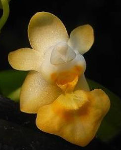 Phalaenopsis thailandica Yellow