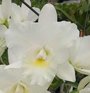 Rhyncattleanthe Shinfong White Charm White Rose