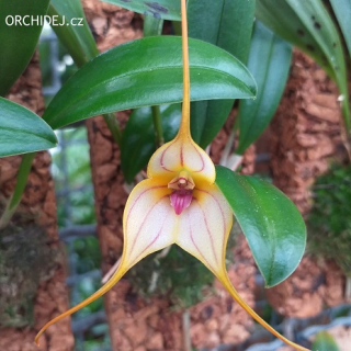 Masdevallia Angel frosted x murix