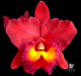 Rhyncholaeliocattleya Chia Lin Red Sun