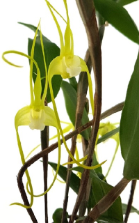Dendrobium tetragonum var. alba (8)
