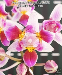 Phalaenopsis equestris 996 peloric 3 Lip