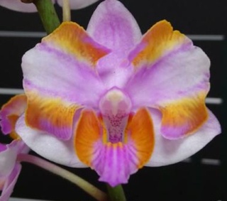 Phalaenopsis pulcherrima 525