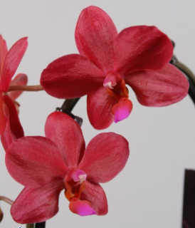 Phalaenopsis Picolo Red