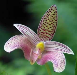 Bulbophyllum palawanense
